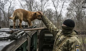 Wojna błyskawicznie zmienia psy w Ukrainie. "Uderzające wyniki" badań