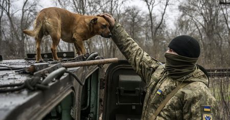 Wojna błyskawicznie zmienia psy w Ukrainie. "Uderzające wyniki" badań
