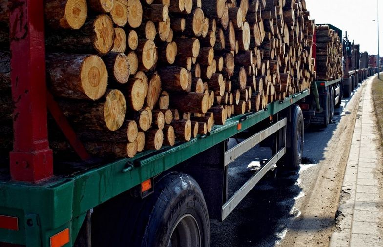 Ciężarówki z drewnem rozjeżdżają polskie drogi.