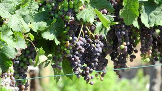 Upały a uprawa winogron. "Polska będzie winnym eldorado"