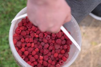 Tyle chcieli za krajowe maliny. "Niby taniej, ale kto weźmie"