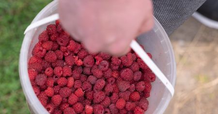 Tyle chcieli za krajowe maliny. "Niby taniej, ale kto weźmie"