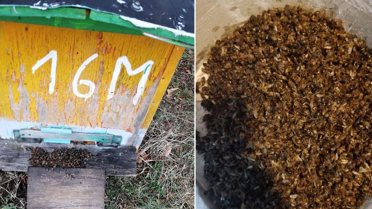 Wandale zabili tysiące pszczół