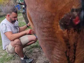 Sulechów. Szokujące zdarzenie, psy zaatakowały i poszarpały konie, starszy mężczyzna był ciągnięty na uprzęży