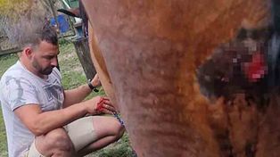 Sulechów. Szokujące zdarzenie, psy zaatakowały i poszarpały konie, starszy mężczyzna był ciągnięty na uprzęży