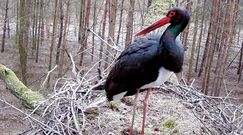 Bociany wracają do Polski. Niezwykle rzadki widok w lasach