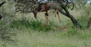 Lew zaskoczył topi. Antylopa była bez szans