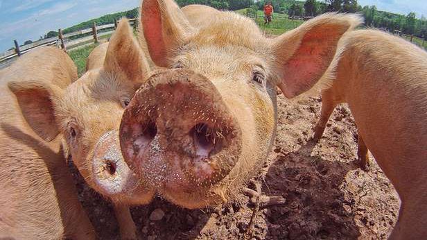 Nietypowe inwestycje firmy z Mountain View. Co łączy Google'a i fermę świń? 1