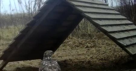 Nagranie z Lubartowa. Nie zgadniesz, do czego służy ta budka
