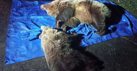 Przykry widok w Tatrach. Zastrzelono dwa niedźwiedzie