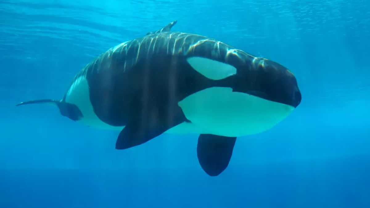 Ciekawe zwyczaje orek