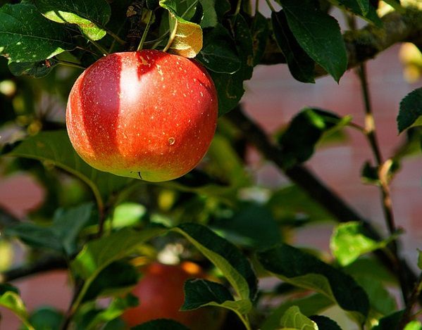 Do 14 listopada producenci cebuli, kapusty lub jabłek mogą składać w ARiMR wnioski o przyznanie wsparcia