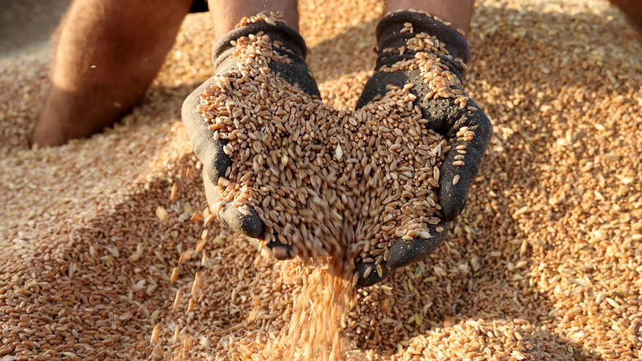 A farmer checks freshly harvested wheat grain in a trailer during the summer harvest in Nauen, Germany, on Thursday, July. 28, 2022. Food inflation will get worse than previously expected this year before easing in 2023, according to US government forecasts, as millions of tons of grain are stuck in Ukraine after Russias invasion blocked its major ports. Photographer: Liesa Johannssen-Koppitz/Bloomberg via Getty Images