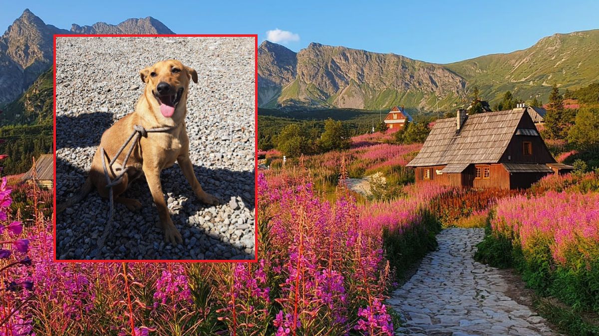 W Tatrach zgubił się ten piesek, wiesz do kogo należy?