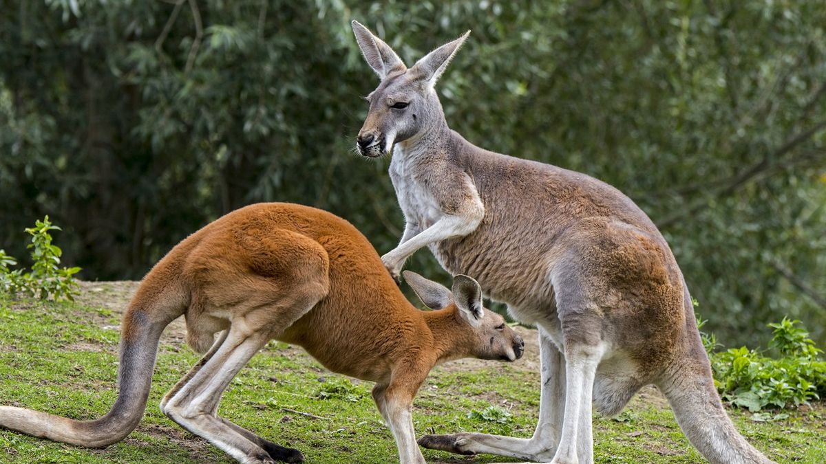 Kangury rude padły w opolskim ZOO.