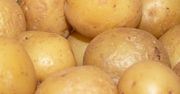Takie ziemniaki są najzdrowsze. Wystarczy zrobić jedną rzecz po ich ugotowaniu