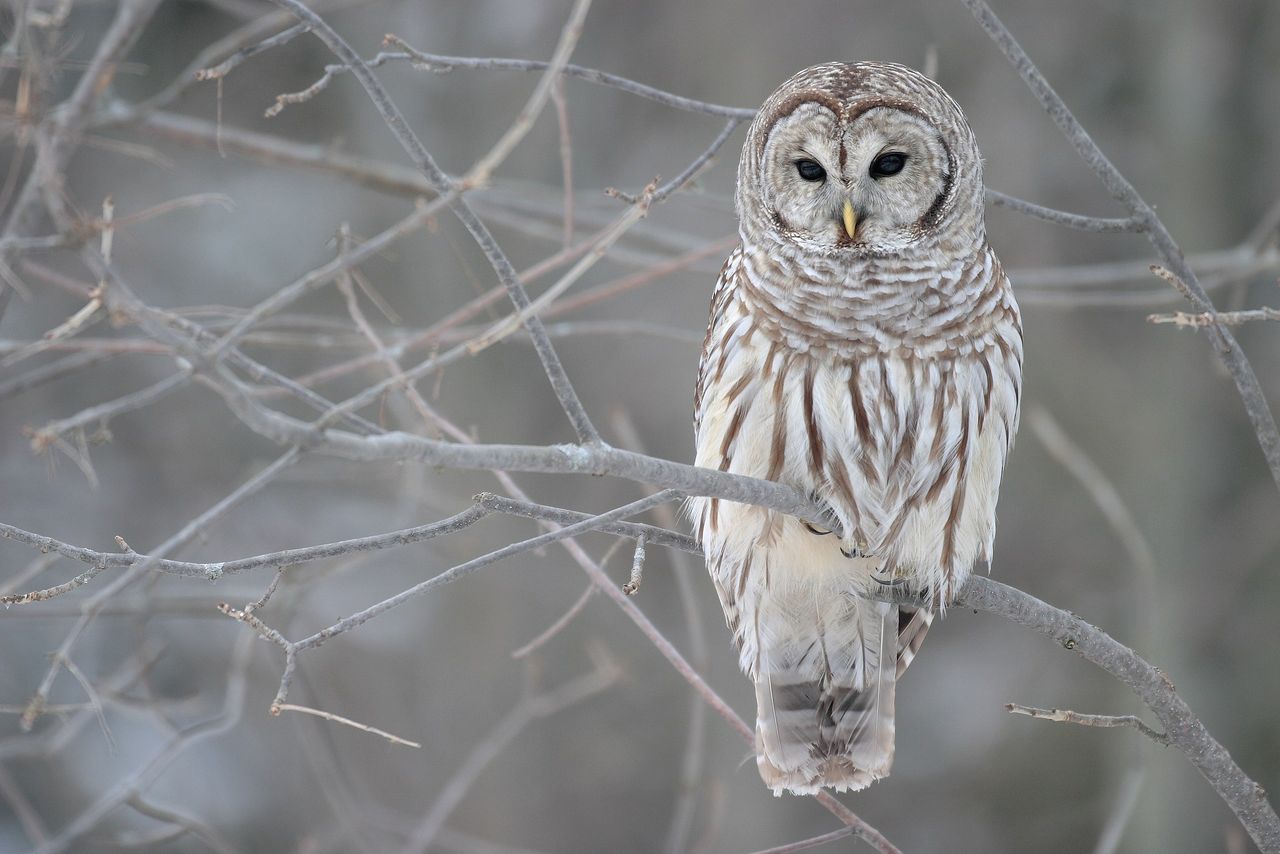 450,000 Strix varia owls are to be culled in the United States.