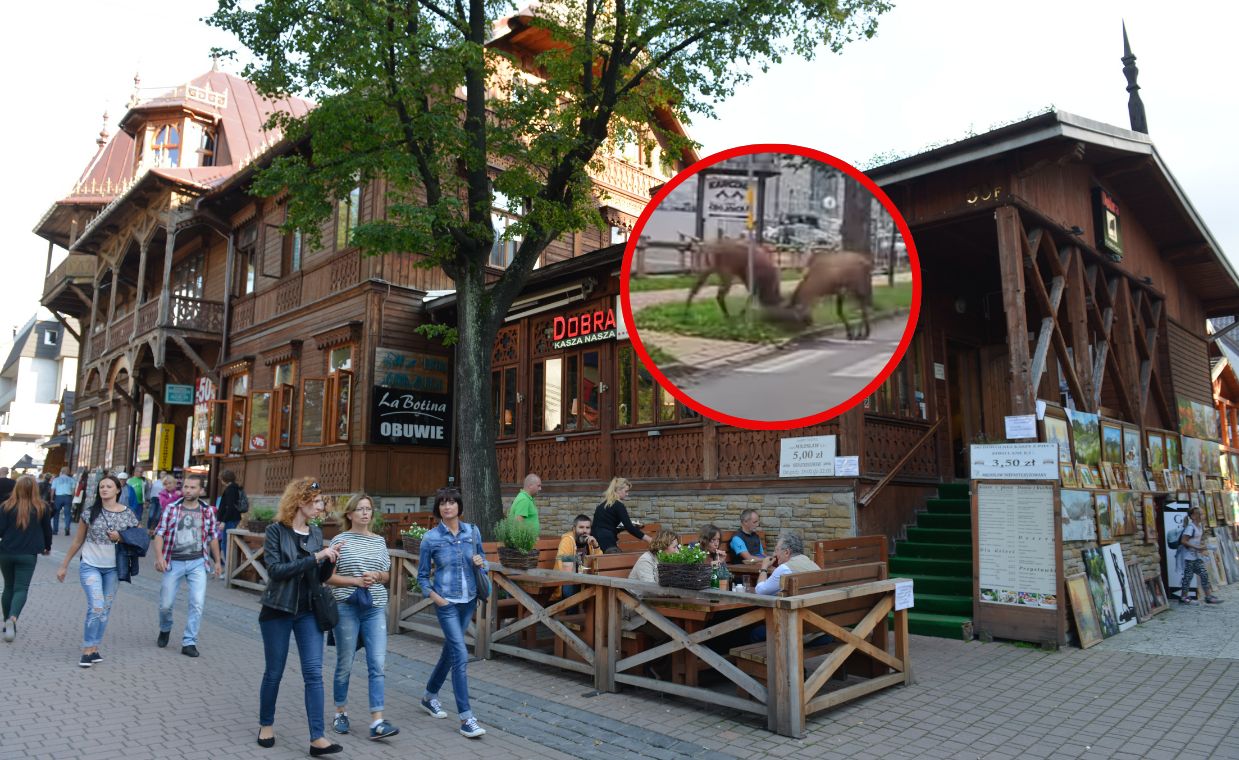 Walka jeleni na ulicy w Zakopanem. Wszystko nagrano