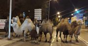 Wielbłądy uciekły z cyrku. Ulica sparaliżowana. Co za widok!