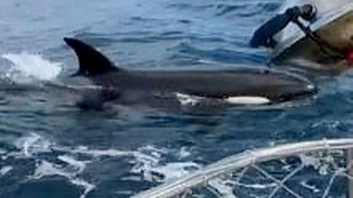 Orki zaatakowały i zatopiły statek w mniej niż 45 minut