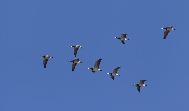 Naukowcy odkryli zagadkę "szóstego zmysłu" u zwierząt