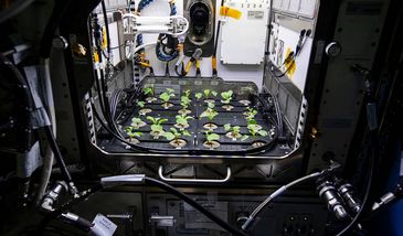 Kosmiczne rzodkiewki zjedzone przez astronautów na ISS