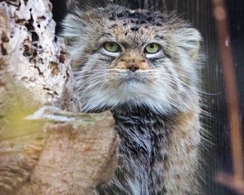 Oto Zwierzak Roku 2025. Jessie podbiła serca internautów