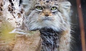 Oto Zwierzak Roku 2025. Jessie podbiła serca internautów