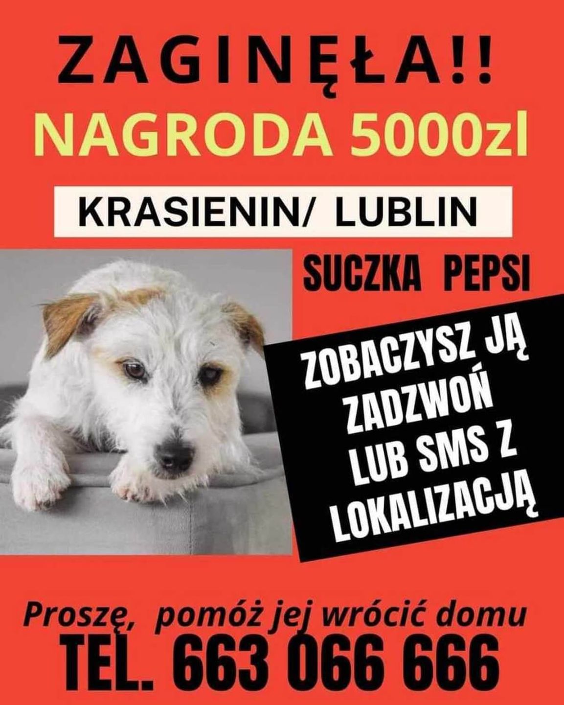 Nagroda 5 tys. zł za odnalezienie suczki Pepsi