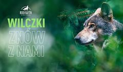 Hand Made wspiera najnowszą akcję “Rodowita Wilczki”