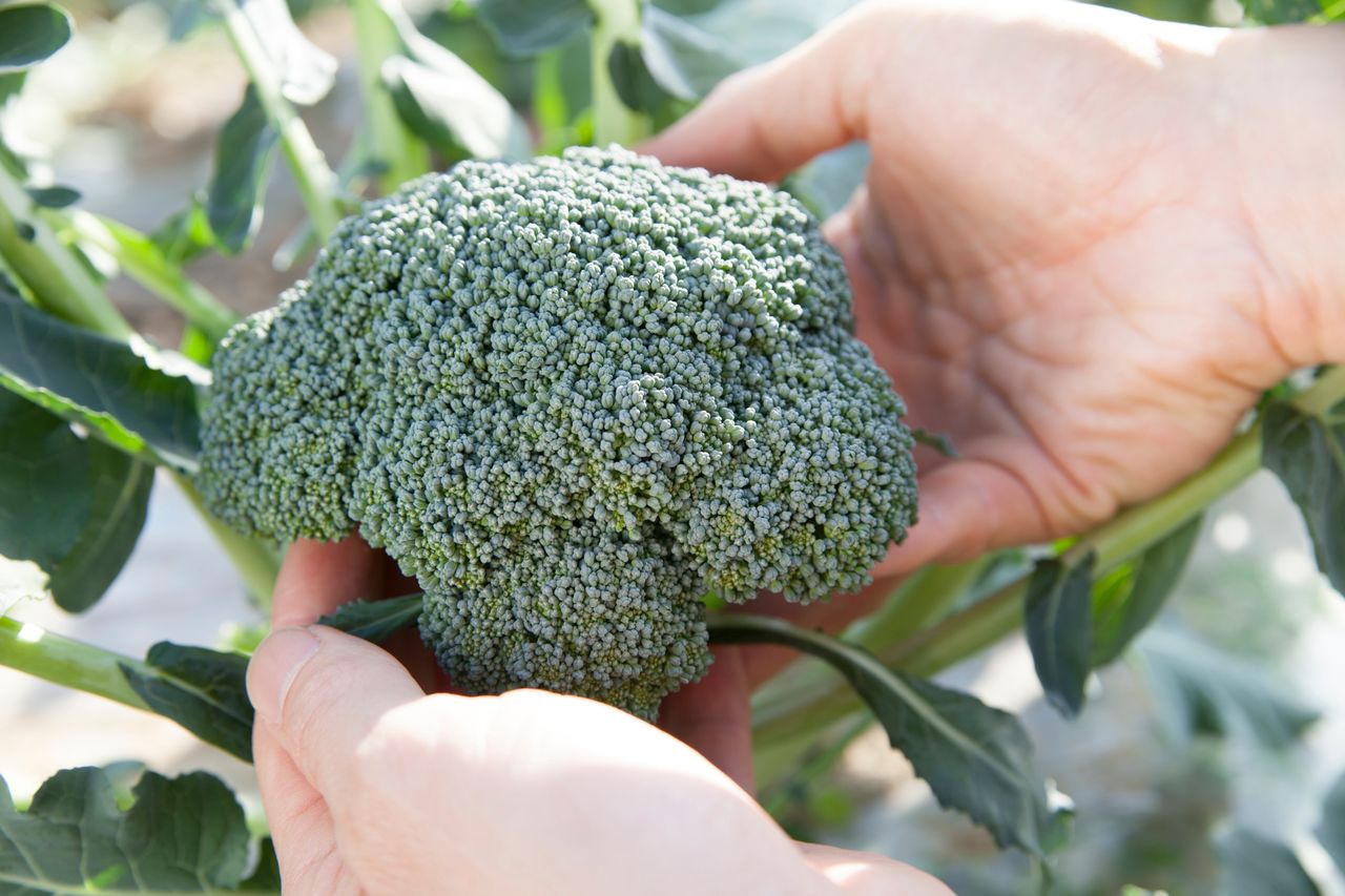 Fresh broccoli