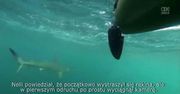 Rekin młotowaty śledził kajakarzy przez 3 kilometry przy Palm Beach