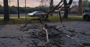 Lublin: Uschnięte drzewo runęło na parking przy Zalewie Zemborzyckim