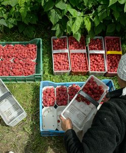 Ceny jak 20 lat temu. Producenci malin mają dość i szykują blokadę