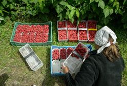 Ceny jak 20 lat temu. Producenci malin mają dość i szykują blokadę