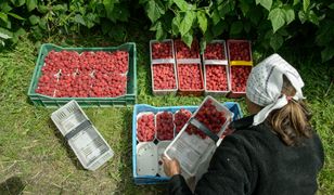 Ceny jak 20 lat temu. Producenci malin mają dość i szykują blokadę