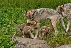 Zawrzało w Holandii. Zezwolili na strzelanie do wilków z broni do paintballa