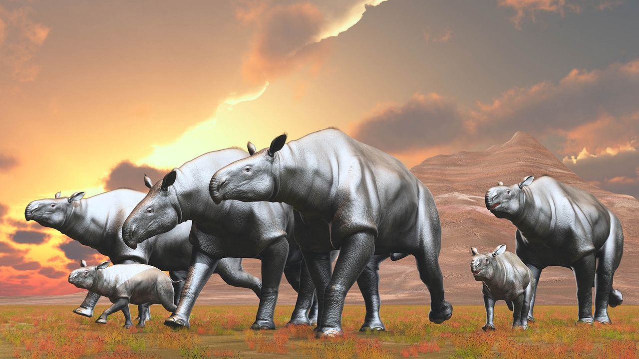 W Chinach znaleziono szczątki naprawdę dużego nosorożca - Grafika poglądowa przedstawiająca osobniki z rodzaju Paraceratherium.