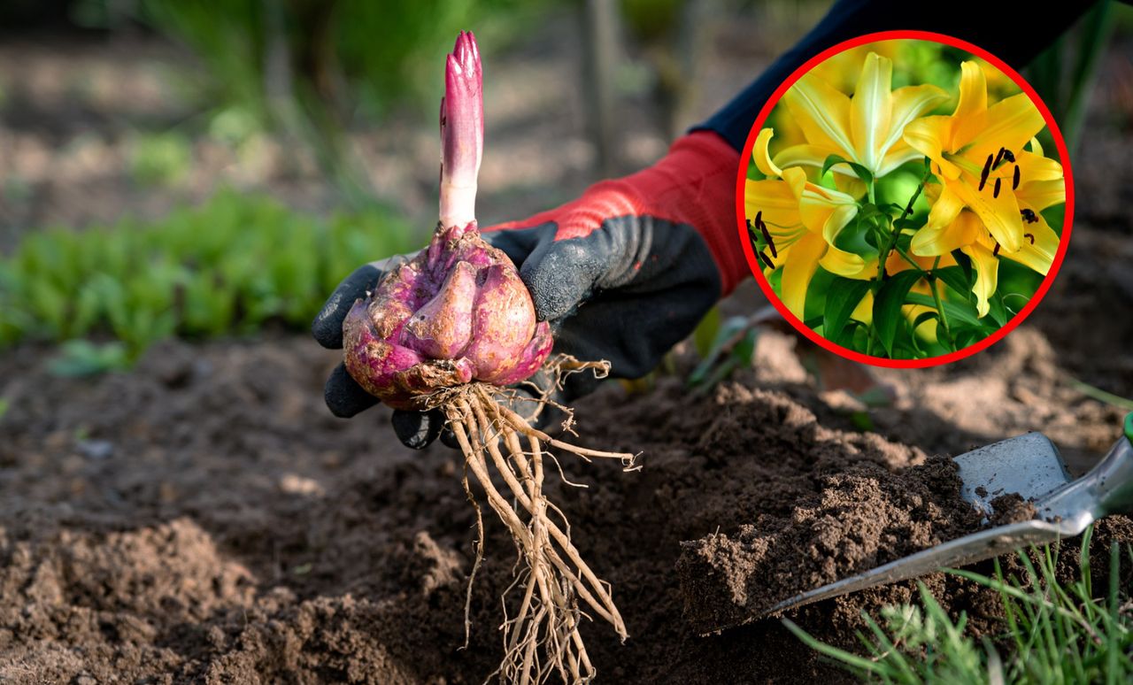 Kiedy sadzić lilie do gruntu? Ten termin jest odpowiedni