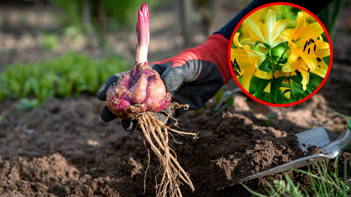 Kiedy sadzić lilie?