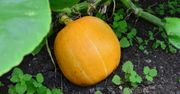 Dynia zaczyna gnić? Prosty trik uratuje jej uprawę