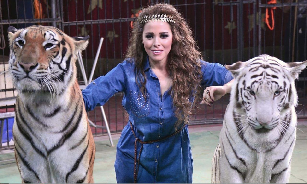 Z cyrku zniknął tygrys. W kurorcie blady strach