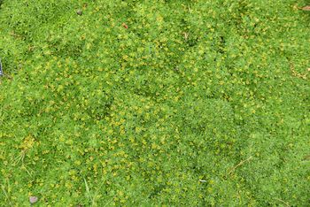 Posiej zamiast trawnika. Zapomnisz o koszeniu