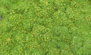 Posiej zamiast trawnika. Zapomnisz o koszeniu