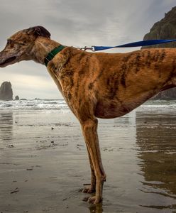 Rzeź chartów. W Hiszpanii torturuje się i morduje psy