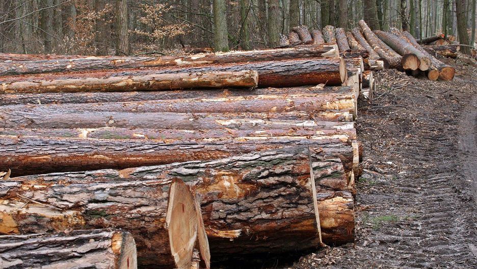 Więcej drewna pozostaje w kraju, co przekłada się na rozwój krajowych firm przetwórczych, wyższe PKB i utrzymanie miejsc pracy.