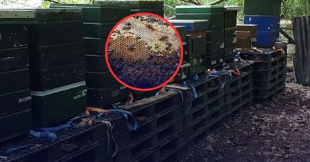 Tragedia w Holandii. Pół miliona pszczół zginęło w pożarze
