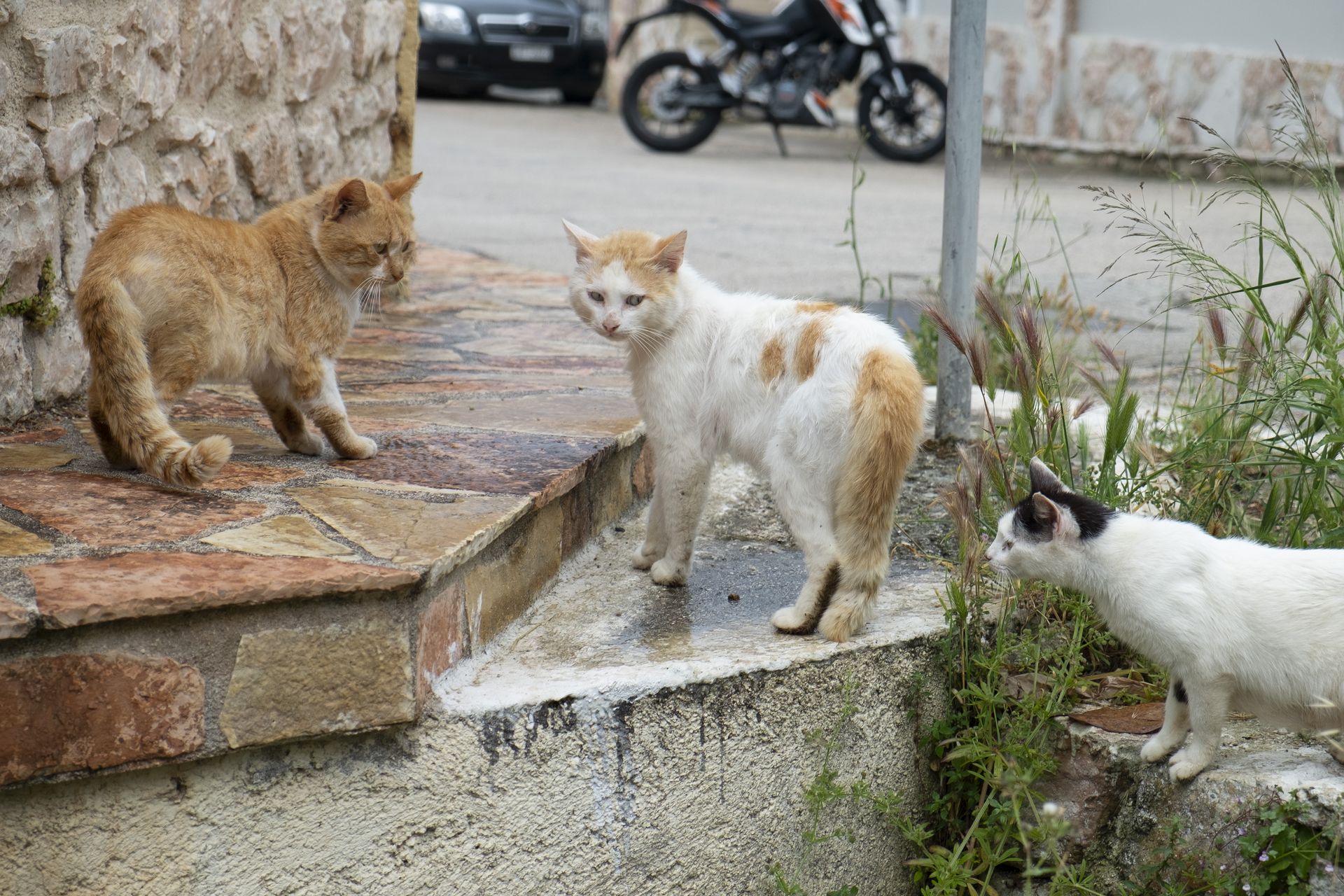Darmowe wakacje na Syros: wyjątkowa propozycja