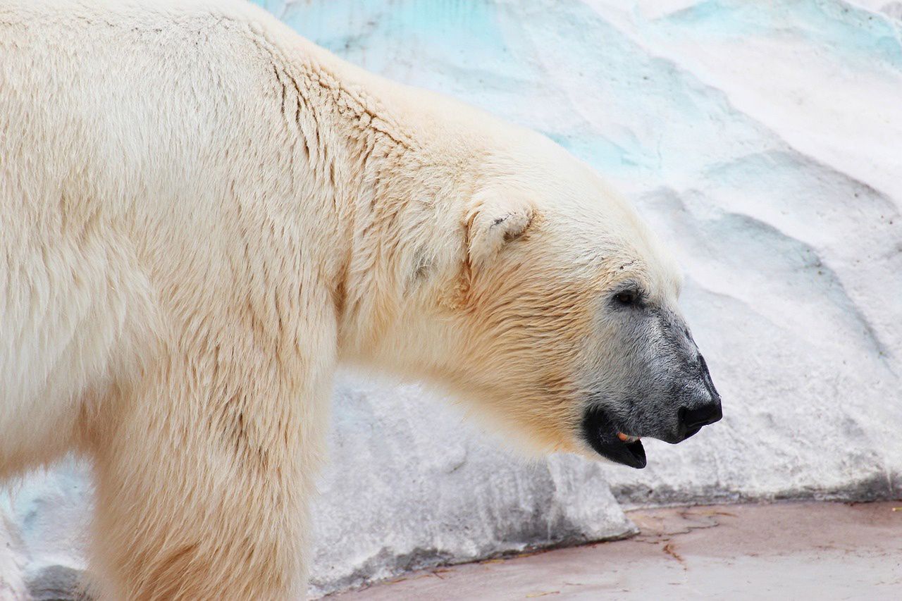 Niecodzienne spotkanie w Ontario. Żeby uratować żonę - rzucił się na niedźwiedzia polarnego