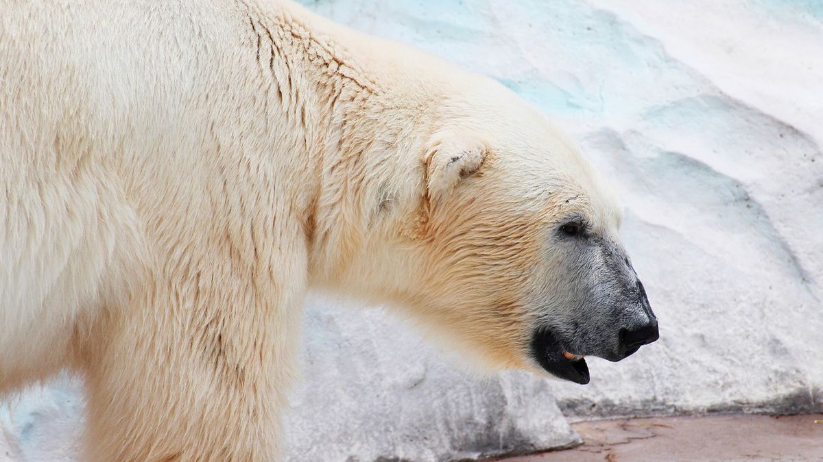 Ataki niedźwiedzi polarnych na ludzi należą do rzadkości